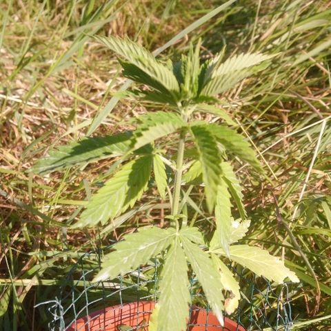 Génétique inconnue growlog photo: Épanouissement au soleil.... Bientôt le rempotage... 