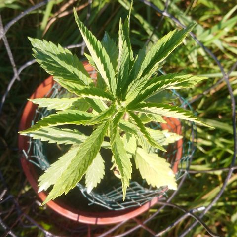 Génétique inconnue growlog photo: Épanouissement au soleil.... Bientôt le rempotage... 