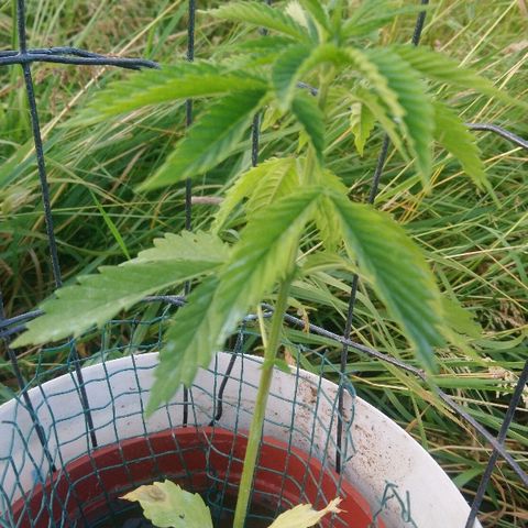 Génétique inconnue growlog photo: Le soleil est bénéfique... Bientôt un rempotage.. 