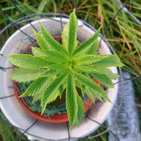Génétique inconnue growlog photo: Le soleil est bénéfique... Bientôt un rempotage.. 