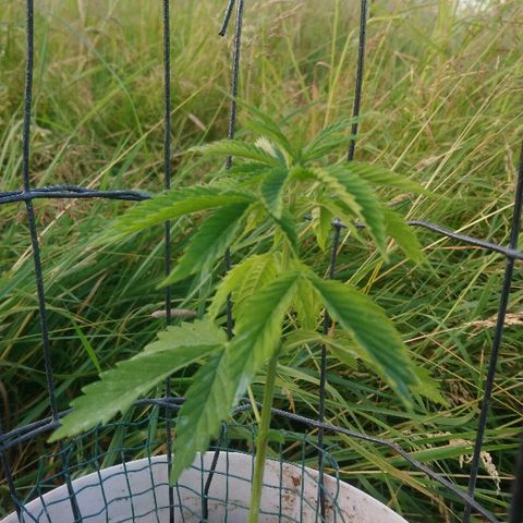 Génétique inconnue growlog photo: Le soleil est bénéfique... Bientôt un rempotage.. 