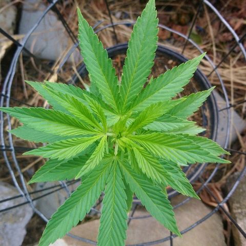 Génétique inconnue growlog timeline photo