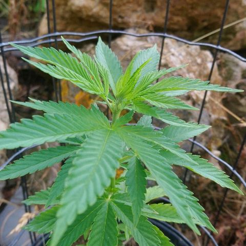Génétique inconnue growlog timeline photo