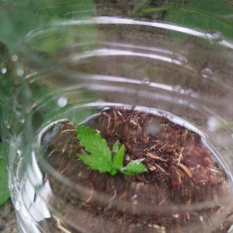Génétique inconnue growlog photo: Nous sommes à 6 étages... Essai première bouture un peu juste... 