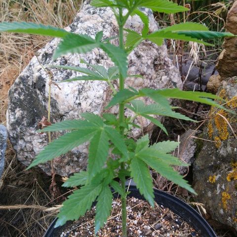 Génétique inconnue growlog photo: Nous sommes à 6 étages... Essai première bouture un peu juste... 