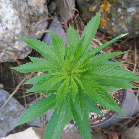 Génétique inconnue growlog photo: Nous sommes à 6 étages... Essai première bouture un peu juste... 