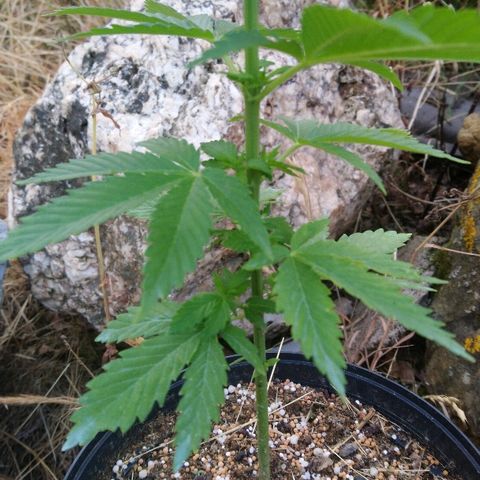 Génétique inconnue growlog photo: Nous sommes à 6 étages... Essai première bouture un peu juste... 