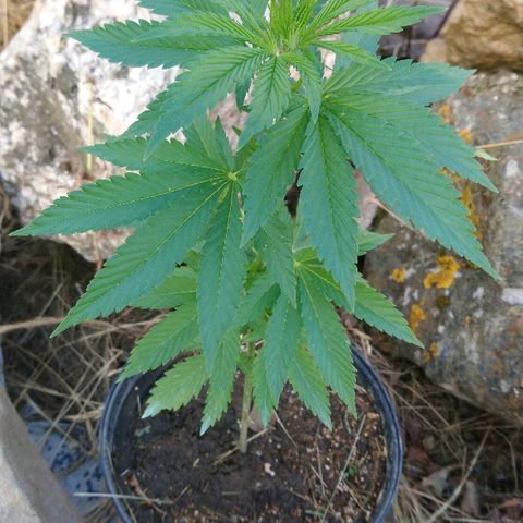 Génétique inconnue growlog photo: Croissance en cours.. 