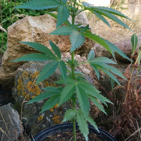 Génétique inconnue growlog photo: Croissance en cours.. 
