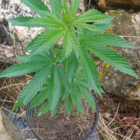 Génétique inconnue growlog photo: Il peut depuis 3jours ...
La bouture à l'air de résister avec l'hormone de croissance.. Fleur