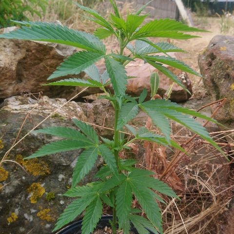 Génétique inconnue growlog photo: Il peut depuis 3jours ...
La bouture à l'air de résister avec l'hormone de croissance.. Fleur