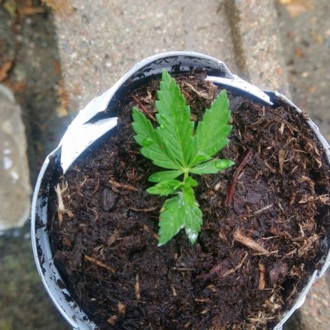 Génétique inconnue growlog photo: Il peut depuis 3jours ...
La bouture à l'air de résister avec l'hormone de croissance.. Fleur