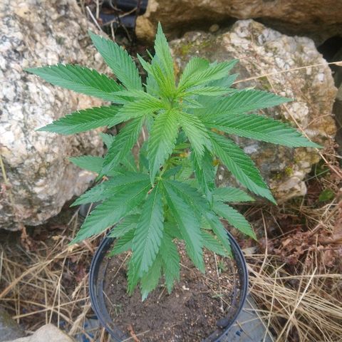 Génétique inconnue growlog photo: Il peut depuis 3jours ...
La bouture à l'air de résister avec l'hormone de croissance.. Fleur