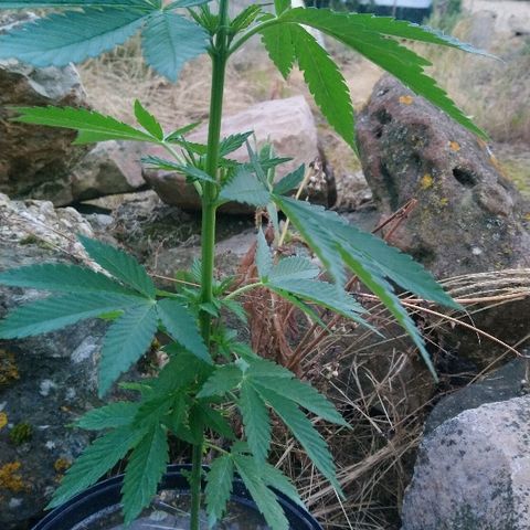 Génétique inconnue growlog photo: Le vent fortifie la plante qui dépasse son enclos....
La bouture résiste.
Au moins 5 boutures à refaire sur la plante mère avant d'aller la déposer en Guérilla !! 