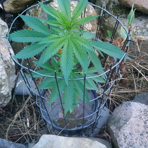Génétique inconnue growlog photo: Le vent fortifie la plante qui dépasse son enclos....
La bouture résiste.
Au moins 5 boutures à refaire sur la plante mère avant d'aller la déposer en Guérilla !! 