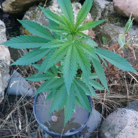 Génétique inconnue growlog photo: Le vent fortifie la plante qui dépasse son enclos....
La bouture résiste.
Au moins 5 boutures à refaire sur la plante mère avant d'aller la déposer en Guérilla !! 