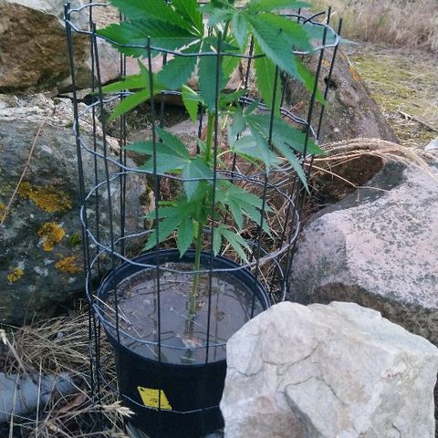 Génétique inconnue growlog photo: Le vent fortifie la plante qui dépasse son enclos....
La bouture résiste.
Au moins 5 boutures à refaire sur la plante mère avant d'aller la déposer en Guérilla !! 