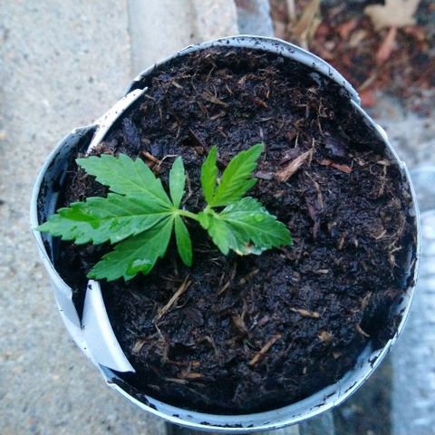 Génétique inconnue growlog photo: Le vent fortifie la plante qui dépasse son enclos....
La bouture résiste.
Au moins 5 boutures à refaire sur la plante mère avant d'aller la déposer en Guérilla !! 