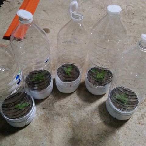 Génétique inconnue growlog photo: La plante mère se porte bien.
Ajout engrais conifère. 19/6/21
Arrosage avec la pluie. 
Fait 5 boutures, extrait de la base du pied. 
Mis en mini  serre. 
La première bouture  se porte bien. 
