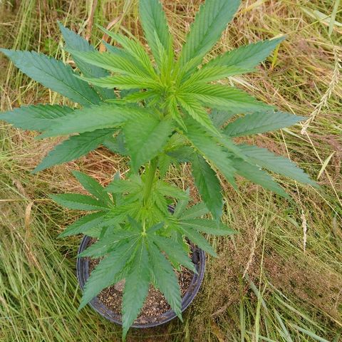 Génétique inconnue growlog photo: La plante mère se porte bien.
Ajout engrais conifère. 19/6/21
Arrosage avec la pluie. 
Fait 5 boutures, extrait de la base du pied. 
Mis en mini  serre. 
La première bouture  se porte bien. 
