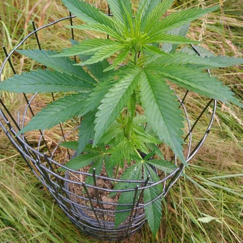 Génétique inconnue growlog photo: La plante mère se porte bien.
Ajout engrais conifère. 19/6/21
Arrosage avec la pluie. 
Fait 5 boutures, extrait de la base du pied. 
Mis en mini  serre. 
La première bouture  se porte bien. 

