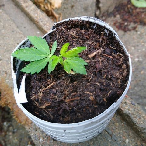 Génétique inconnue growlog photo: La plante mère se porte bien.
Ajout engrais conifère. 19/6/21
Arrosage avec la pluie. 
Fait 5 boutures, extrait de la base du pied. 
Mis en mini  serre. 
La première bouture  se porte bien. 
