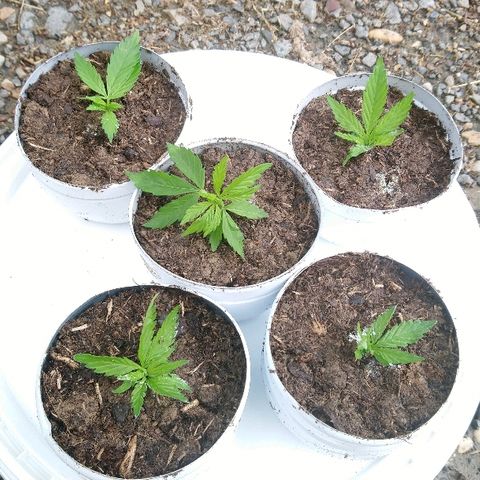 Génétique inconnue growlog photo: La plante mère se porte bien.
Ajout engrais conifère. 19/6/21
Arrosage avec la pluie. 
Fait 5 boutures, extrait de la base du pied. 
Mis en mini  serre. 
La première bouture  se porte bien. 
