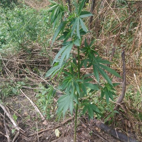 Génétique inconnue growlog photo: Elle tiens le coup malgré la casse.
La tête penche ? Elle a soif, suite au deux à 35c le problème est réglé avec 4,5l.... Et la convalescence doit fatiguer aussi.. 
