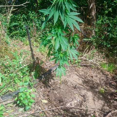 Génétique inconnue growlog photo: Elle tiens le coup malgré la casse.
La tête penche ? Elle a soif, suite au deux à 35c le problème est réglé avec 4,5l.... Et la convalescence doit fatiguer aussi.. 