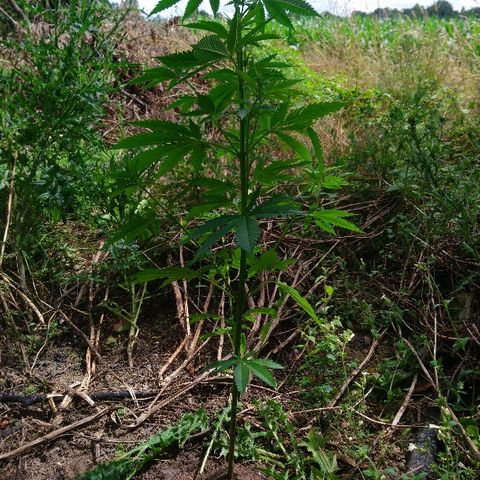 Génétique inconnue growlog photo: Petite visite du jour, soins et arrosage ! 