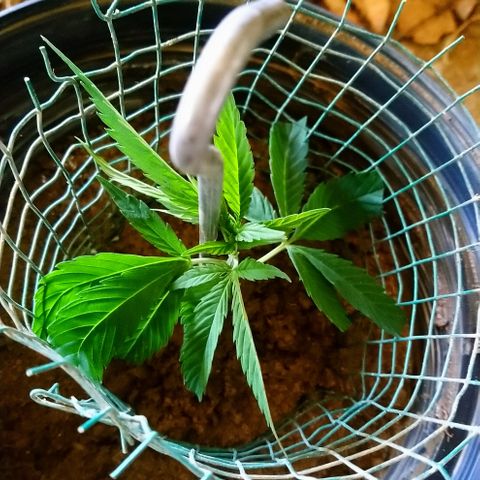 Génétique inconnue growlog photo: Petite visite du jour, soins et arrosage ! 