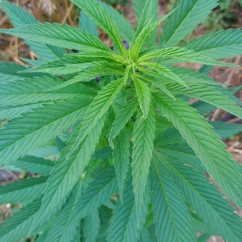 Génétique inconnue growlog photo: Petite visite du jour, soins et arrosage ! 