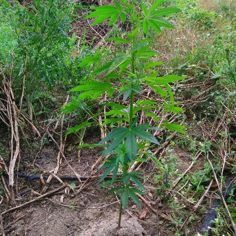Génétique inconnue growlog photo: Petite visite du jour, soins et arrosage ! 