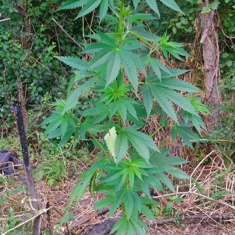 Génétique inconnue growlog photo: Petite visite du jour, soins et arrosage ! 