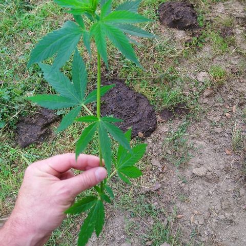 Génétique inconnue growlog photo: Petite visite du jour, soins et arrosage ! 