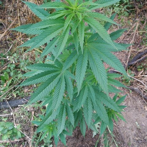 Génétique inconnue growlog photo: Petite visite du jour, soins et arrosage ! 