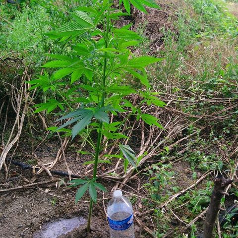 Génétique inconnue growlog photo: Petite visite du jour, soins et arrosage ! 
