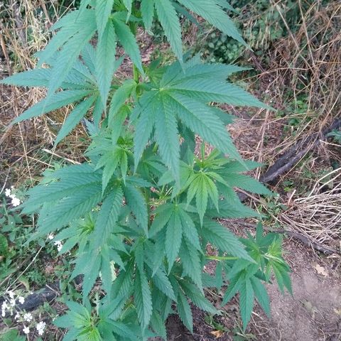 Génétique inconnue growlog photo: Tous va bien, nouvel arrosage de 4.5l...
Elle est magnifique, la blessure doit être guérie,
On voit que la couleur des têtes est bien vive.
C'est génial.
Hauteur actuelle = PEC 