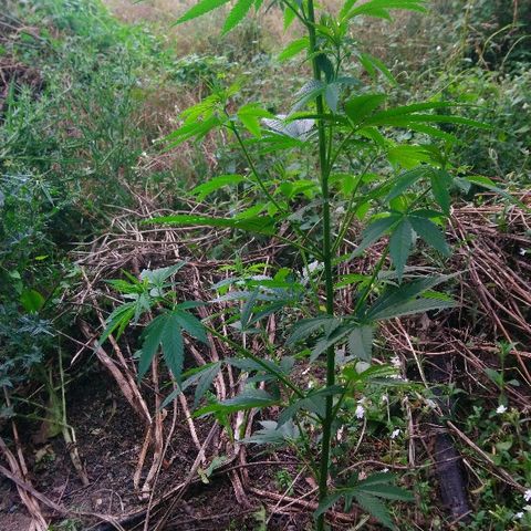 Génétique inconnue growlog photo: Tous va bien, nouvel arrosage de 4.5l...
Elle est magnifique, la blessure doit être guérie,
On voit que la couleur des têtes est bien vive.
C'est génial.
Hauteur actuelle = PEC 