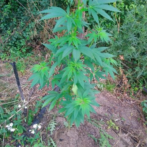 Génétique inconnue growlog photo: Tous va bien, nouvel arrosage de 4.5l...
Elle est magnifique, la blessure doit être guérie,
On voit que la couleur des têtes est bien vive.
C'est génial.
Hauteur actuelle = PEC 