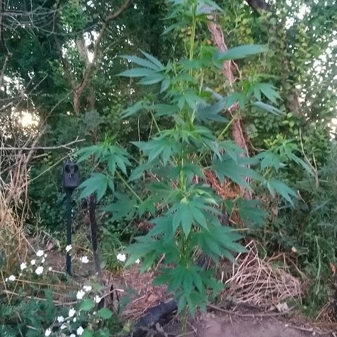 Génétique inconnue growlog photo: Tout va bien. Hauteur épaule.
10cm de p'us que la dernière visite.
4.5l d'eau.
Et engrais. 