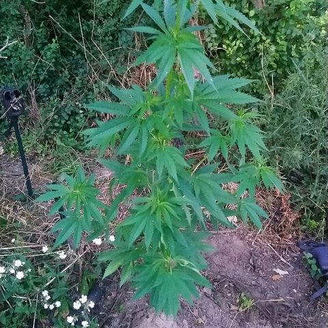 Génétique inconnue growlog photo: Tout va bien. Hauteur épaule.
10cm de p'us que la dernière visite.
4.5l d'eau.
Et engrais. 
