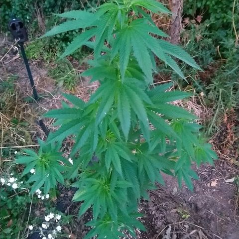 Génétique inconnue growlog photo: Tout va bien. Hauteur épaule.
10cm de p'us que la dernière visite.
4.5l d'eau.
Et engrais. 