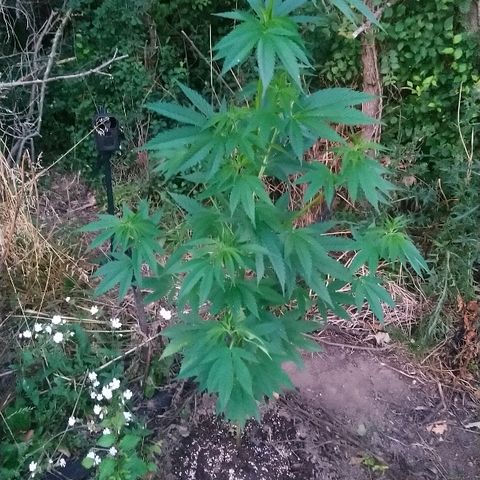 Génétique inconnue growlog photo: Tout va bien. Hauteur épaule.
10cm de p'us que la dernière visite.
4.5l d'eau.
Et engrais. 