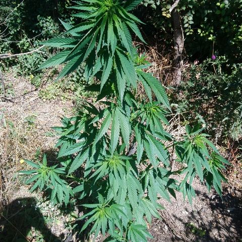 Génétique inconnue growlog photo: Arrosage, 5.5l au matin 5.5l au soir...
Elle cartonne en croissance, hauteur d'oreille... 