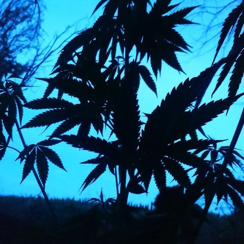 Génétique inconnue growlog photo: Arrosage, 5.5l au matin 5.5l au soir...
Elle cartonne en croissance, hauteur d'oreille... 