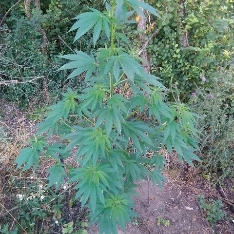 Génétique inconnue growlog photo: Pinçage de l'apex central...
Taille 1.74 !!!
Mis engrais. 