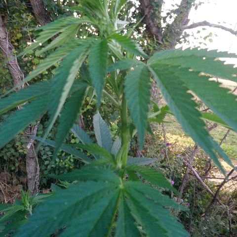Génétique inconnue growlog photo: Pinçage de l'apex central...
Taille 1.74 !!!
Mis engrais. 