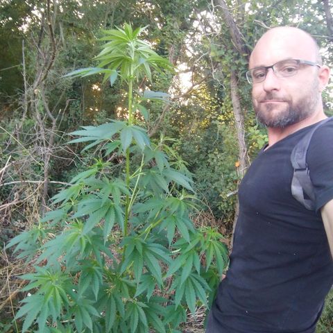 Génétique inconnue growlog photo: Pinçage de l'apex central...
Taille 1.74 !!!
Mis engrais. 