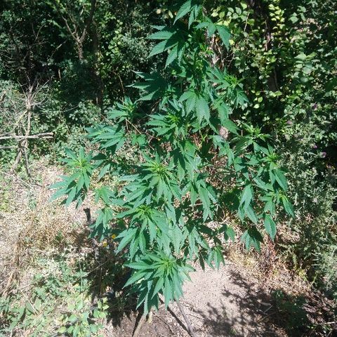 Génétique inconnue growlog photo: Arrosage 6l.
Tuteur d'appoint à réfléchir plus sérieusement.
Photo d'ensemble avec pré d'un côté et barrière de Maïs de l'autre... 